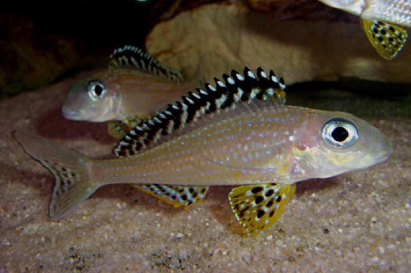 Xenotilapia papilio 'Tembwe (Deux)'